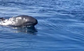 Kuzey Ege'de bir ilk: Yalancı katil balinalar görüntülendi