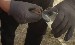 İtfaiyecilerin kurtardığı serçe "can suyu" ile yaşama tutundu