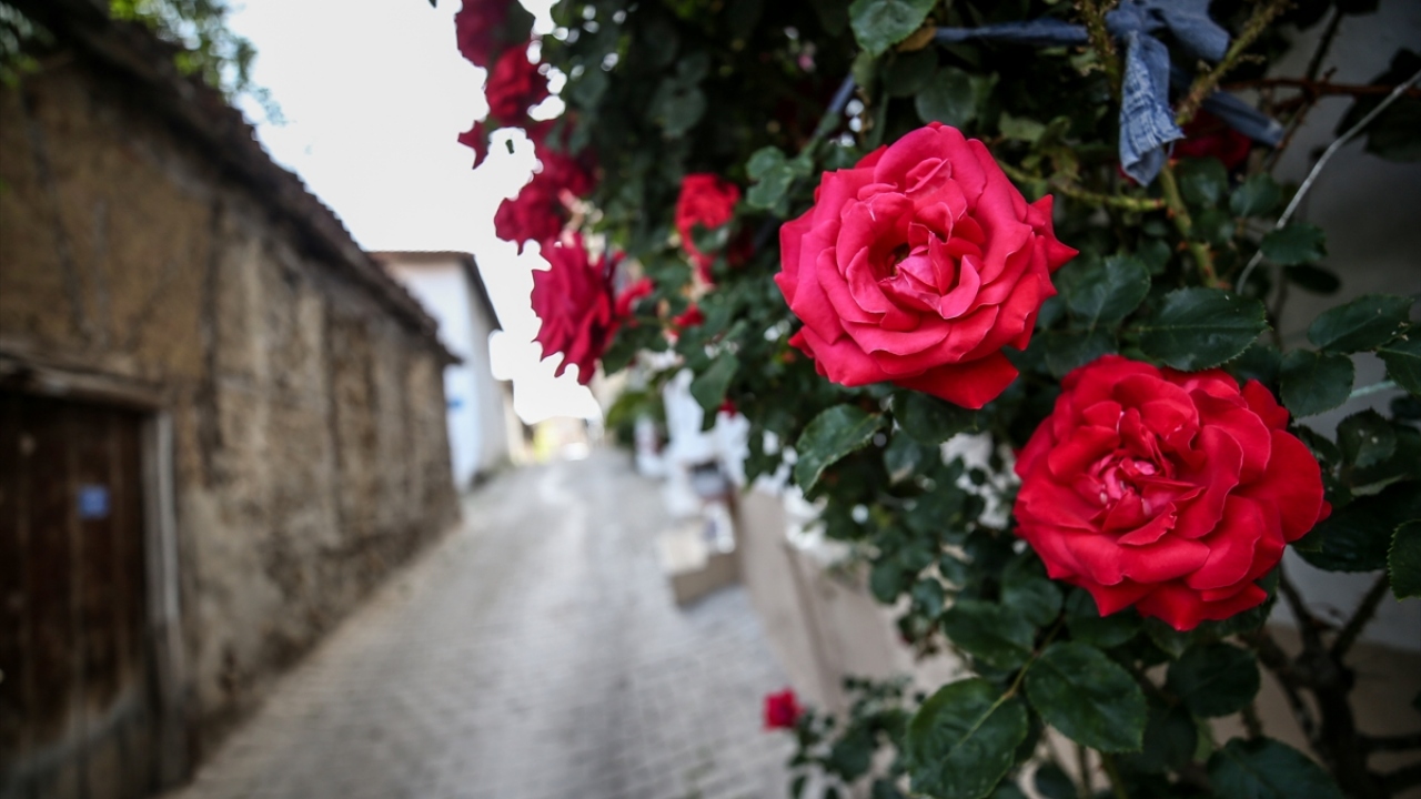 Tirilye`nin özellikle bu mevsimdeki sessizliğine alışık olmayan mahalle sakinleri, tarihi bölgenin yeniden eski günlerine kavuşmasını bekliyor.