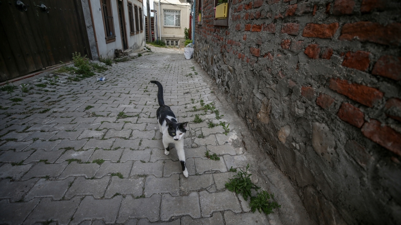Sert, eskiden sıradan bir günde bile Tirilye sokaklarında aşırı kalabalıkları görmenin mümkün olduğunu anlattı.