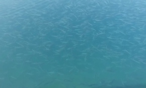 Sarıyer'de binlerce balık kıyıya geldi