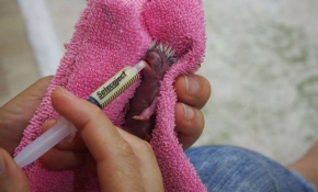 Bahçede buldukları yavru kirpiyi şırınga ile besliyorlar