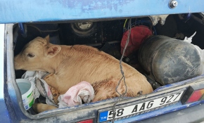 Sivas'ta kaza yapan otomobilin bagajından buzağı çıktı