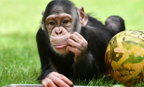 Şempanze Can da 2 aydır yuvasından çıkmadı