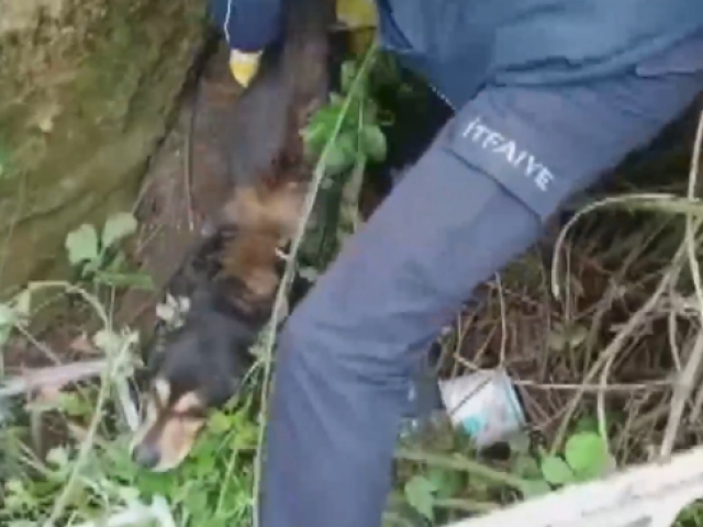 Uçurumdan düşen sokak köpeğini itfaiye kurtardı