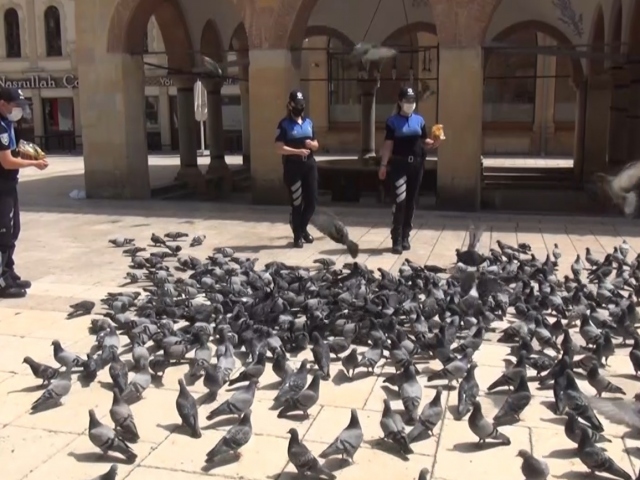 Aç kalan güvercinleri polisler besledi