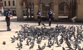 Aç kalan güvercinleri polisler besledi