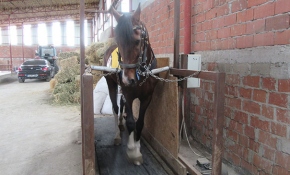 Rahvan atları yarışlara koşu bandında hazırlanıyor