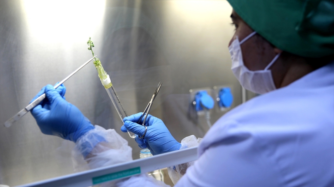 Avrupa, Türkiye`ye yıllarca sağlıksız tohum gönderdi"