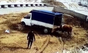 Kızgın boğa sahiplerini böyle kovaladı