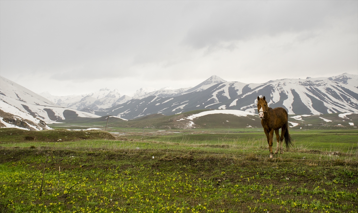 Beytüşşebap ilçesinde 2 bin 625 rakımlı Faraşin Yaylası`na, uzun geçen kışın ardından baharın gelmesiyle bir yandan birbirinden güzel çiçeklerin açması bir yandan da karla örtülü dağları ayrı bir güzellik katıyor.