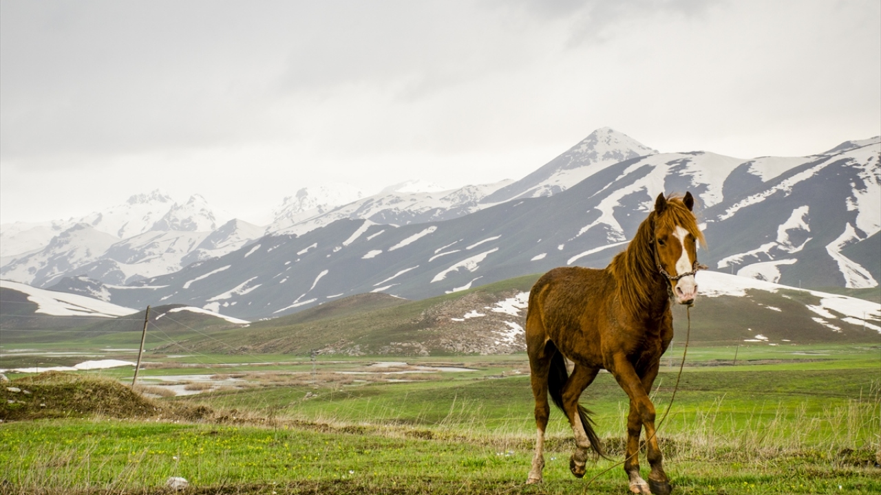 Hava sıcaklıklarının artmaya başlamasıyla yaylada ilkbahar ve kış mevsiminin güzelliklerini bir arada görmek mümkün oluyor.