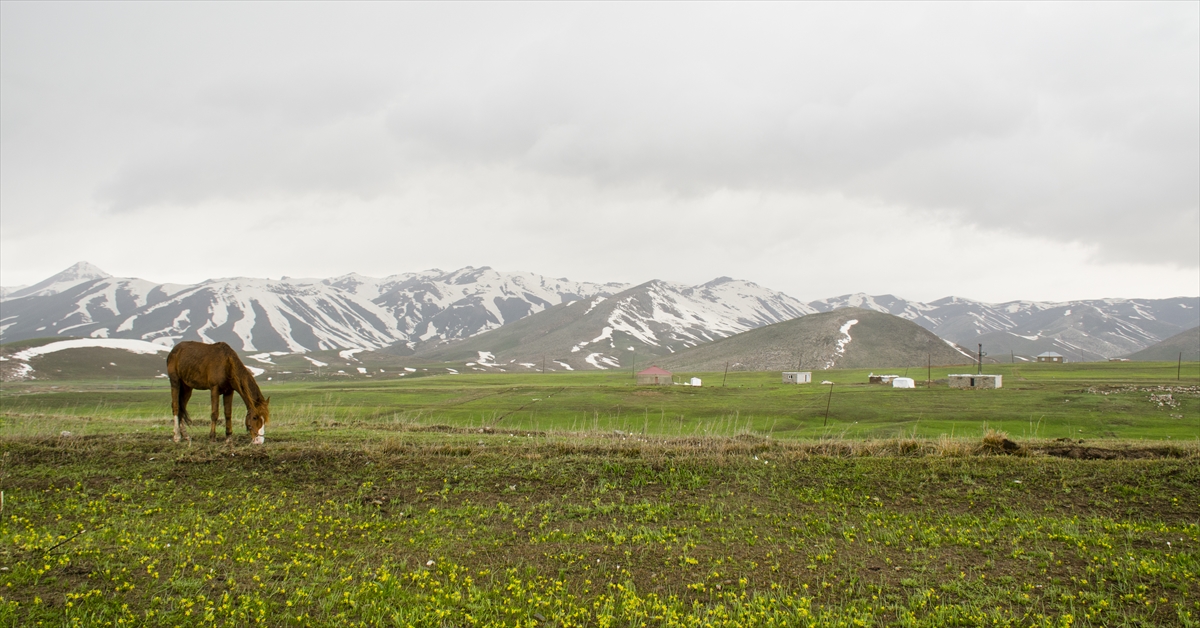 Yoğun yağışın ardından ilkbaharın yeşilin her tonunun hakim olduğu yaylada, bahar çiçeklerinin oluşturduğu renk cümbüşü ile karlı dağlar görsel bir şölen sunuyor. 