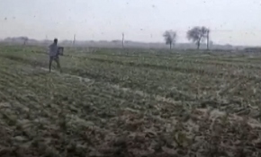 Hindistanlı çiftçilerin çekirge nöbeti sürüyor