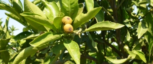 Afrika sıcakları narenciye ürünlerine zarar verdi