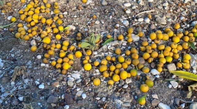 Antalya'da ani sıcaklık değişimi narenciyeyi vurdu