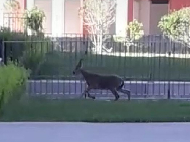 Elazığ'da dağ keçisi hastane bahçesine girdi
