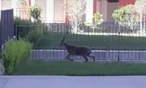 Elazığ'da dağ keçisi hastane bahçesine girdi