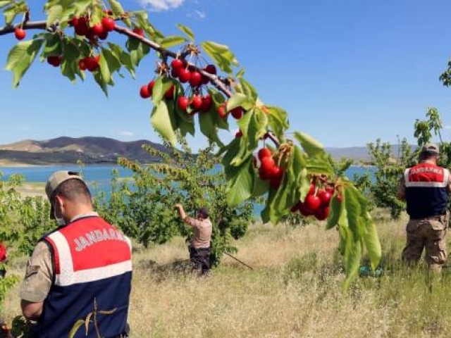 Vefalı eller yaşlı vatandaşın kirazlarını topladı