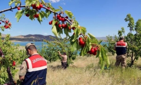 Vefalı eller yaşlı vatandaşın kirazlarını topladı