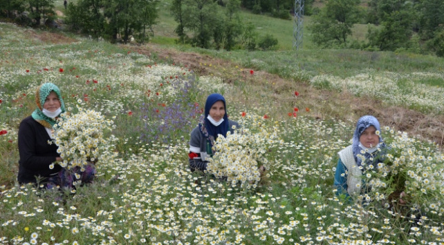 Papatyalar kadınlara gelir kaynağı sağlıyor