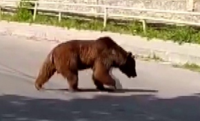 Azerbaycan'da şehre inen bozayı sokakları turladı