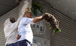 Oğul veren binlerce arıyı çıplak elle topladı
