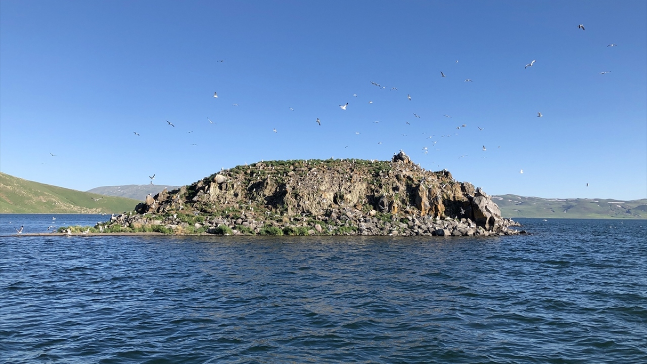 Kışın üzeri buzlarla kaplanan göl, nisan ayının gelmesiyle buraya göç eden martıların mekanı haline geliyor. 