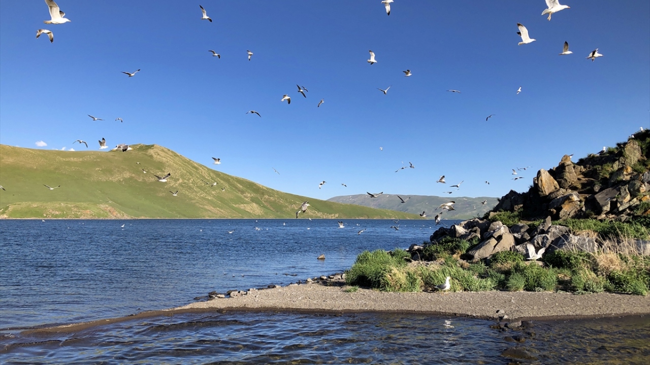 Daha sonra, sonbaharın gelmesiyle başka bölgelere göç eden martılar, yaşamlarını böyle sürdürüyor. 