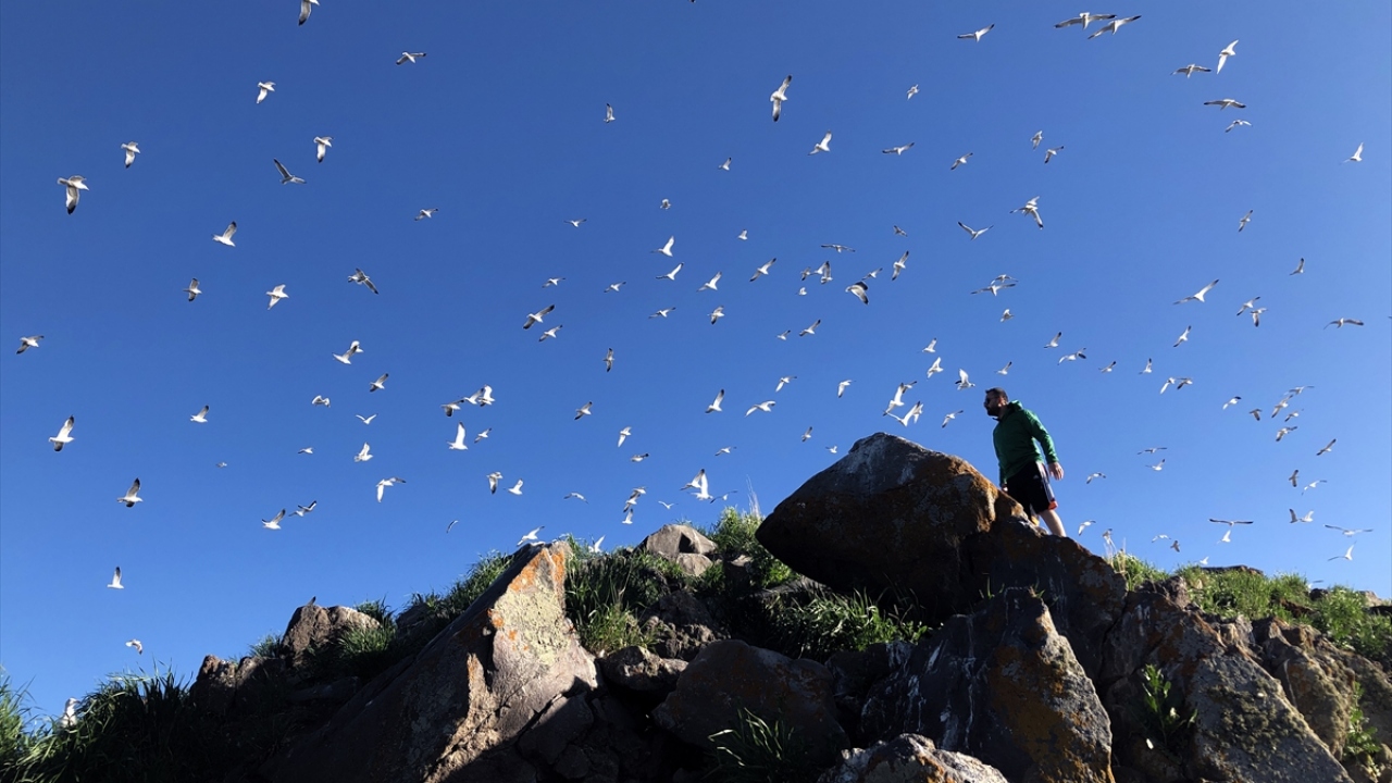 Teknelerle ulaşım imkanı olan gölün ortasındaki adada, binlerce martının yuvaları bulunuyor. 