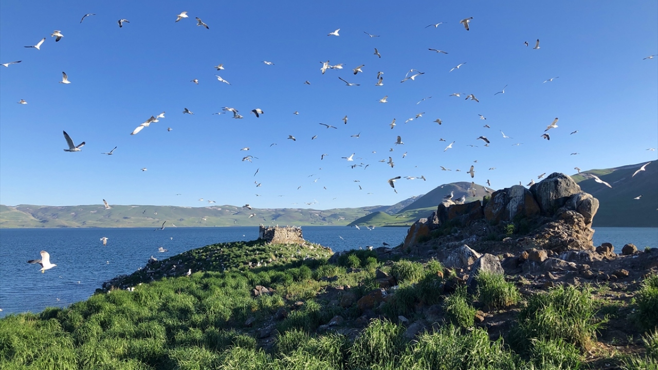 5137-ADAK üyelerinden Ümit Eren, yaptığı açıklamada, gölde bulunan adanın mayıs ve haziran ayında martılar için üreme alanına döndüğünü söyledi. 