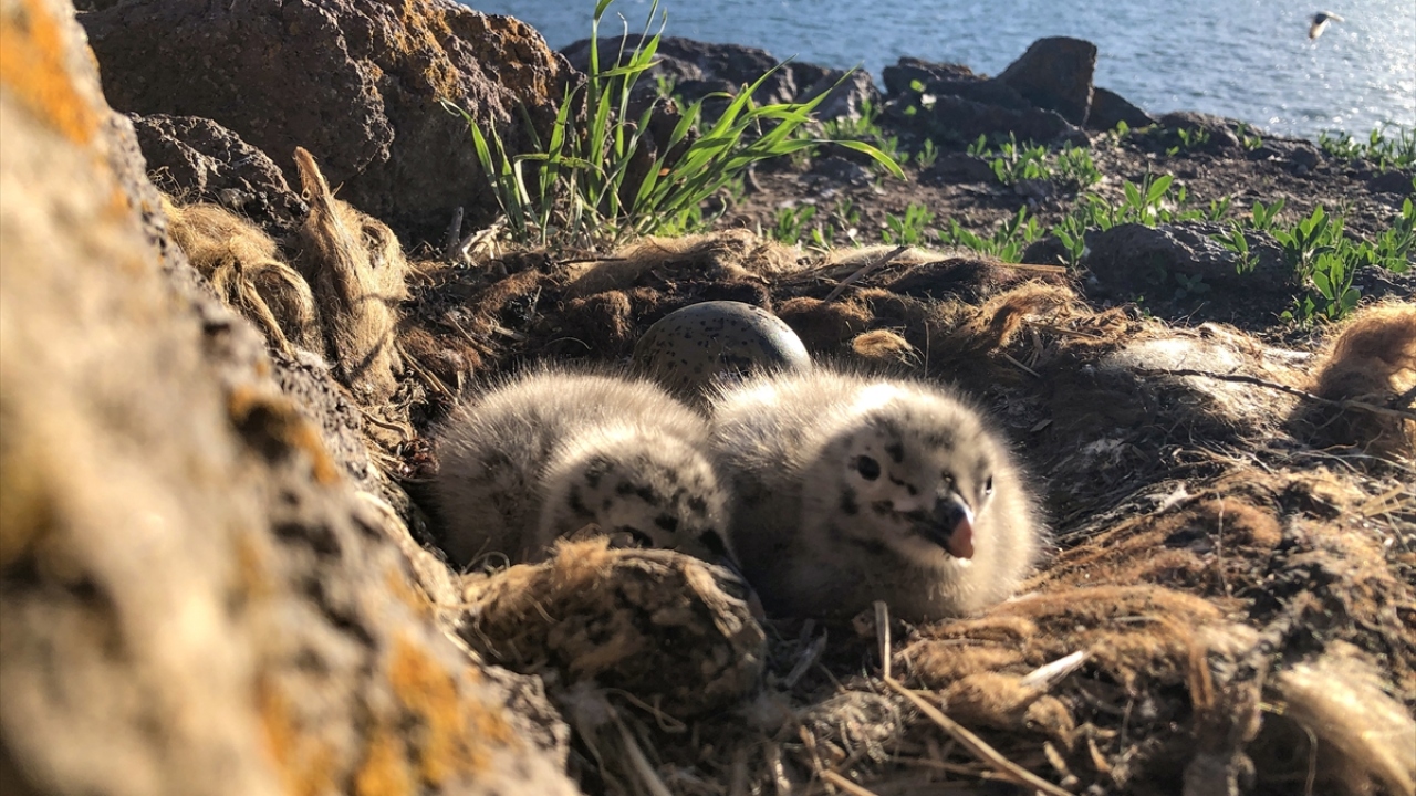 Martıların özel yaşam ve üreme alanı oluşturduğunu belirten Eren, "Belki binlerce martı ve yavrularını gördük, görüntüledik. Bu hem bölgenin tanıtımı açısından büyük bir adımdı hem de bizim için inanılmaz bir tecrübeydi." dedi.