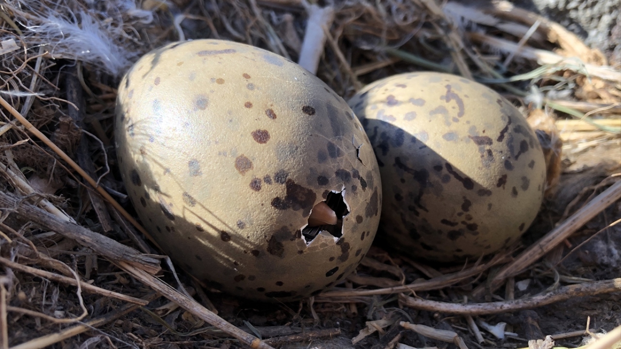 Neredeyse tüm taşların dibinde bir martı yuvası, yumurtalar veya yumurtadan yeni çıkmış martı yavruları görülebiliyor.