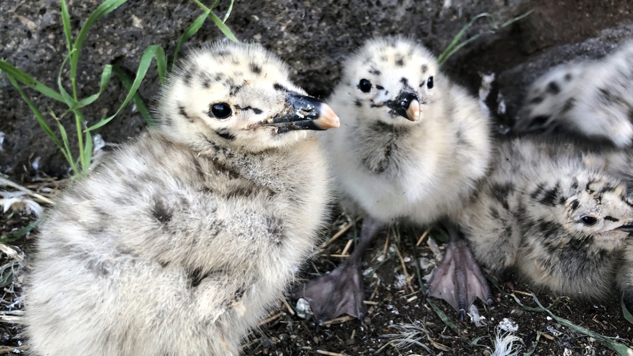 "Burada gerçekten eşsiz bir güzellik var" 