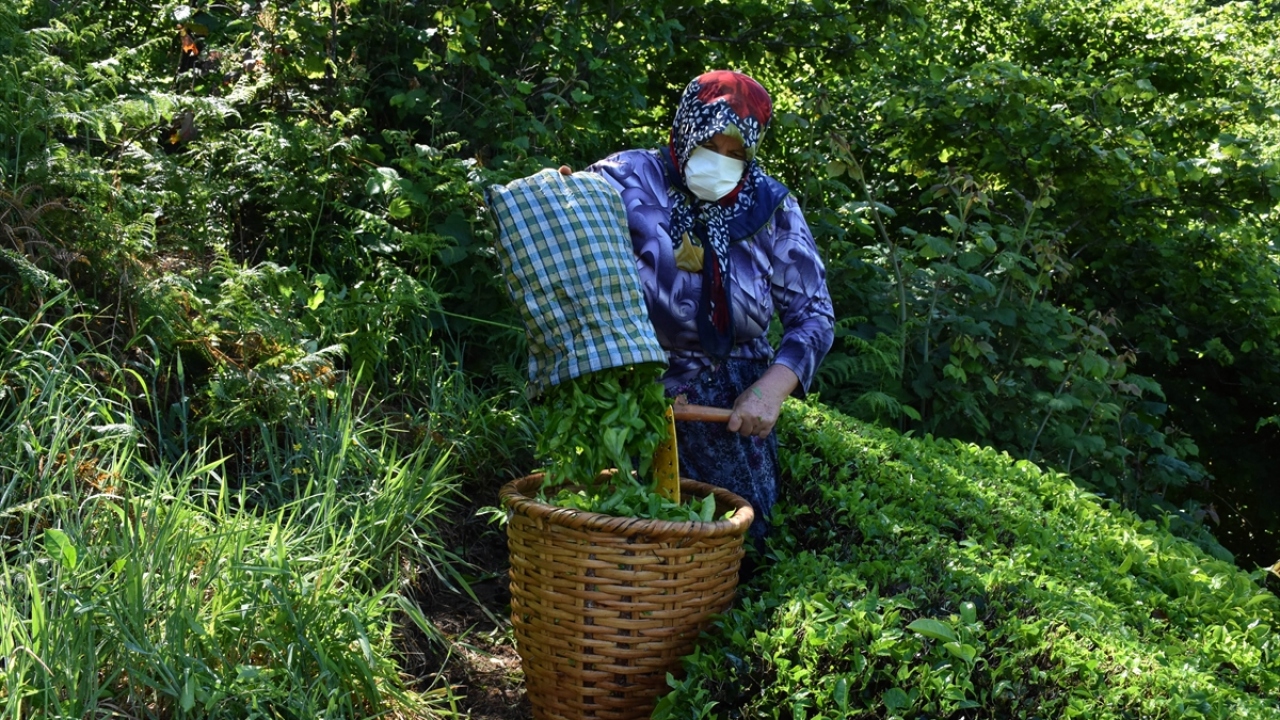 Perşembe ilçesinde fındığın yanında ek gelir için çay üreten çiftçiler, hasat için bahçelere girdi.