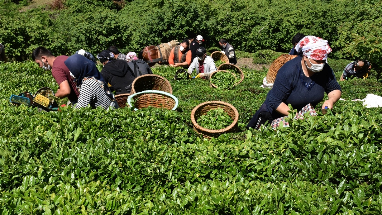 Türkiye`nin önemli tarımsal ürünleri arasında yer alan fındık ve çay, Karadenizli vatandaşlara önemli ekonomik kazanç sağlıyor.