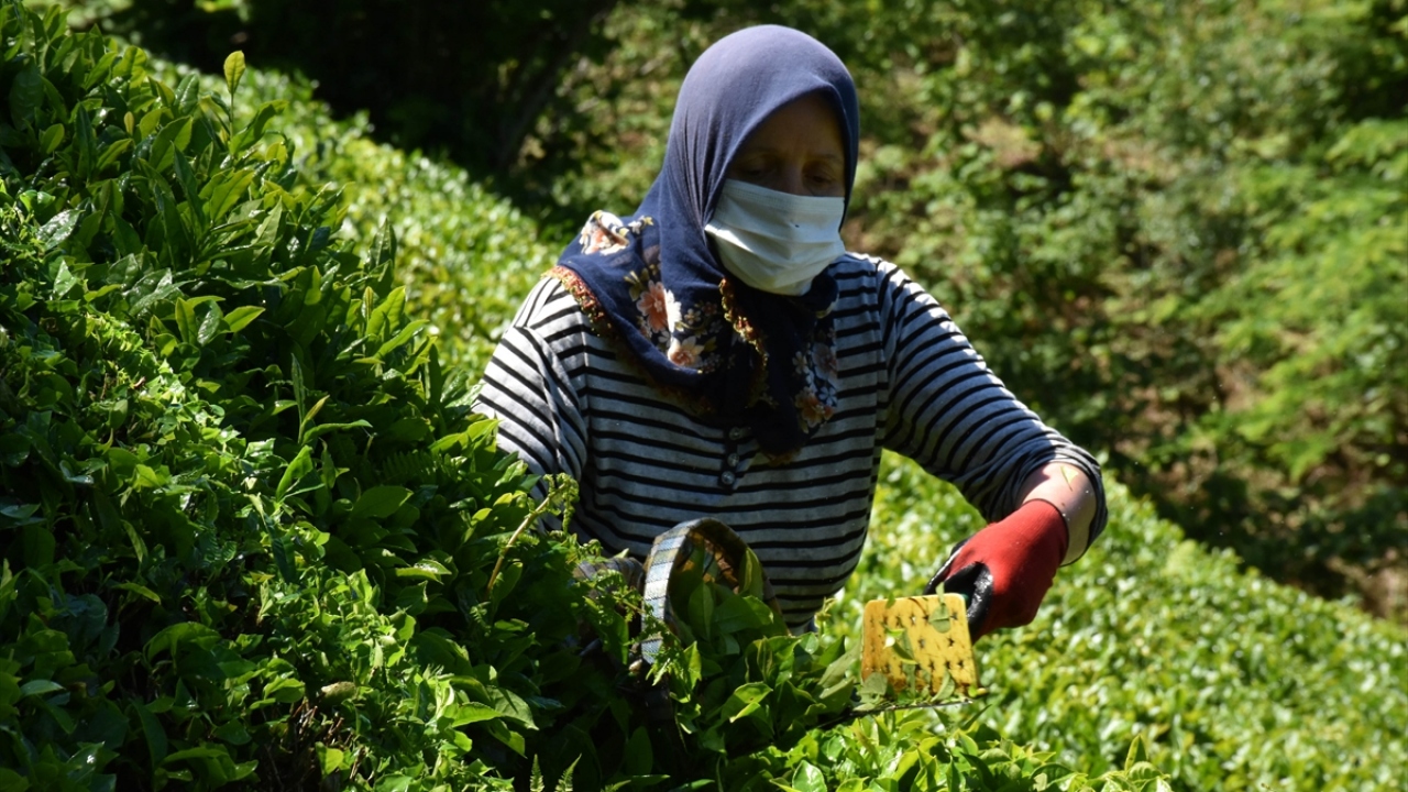 Sıcak hava ve engebeli arazi nedeniyle zorluk çeken yöre insanı, topladıkları çayı, arazi şartları dolayısıyla at sırtında taşıyarak "harmana" getiriyor.