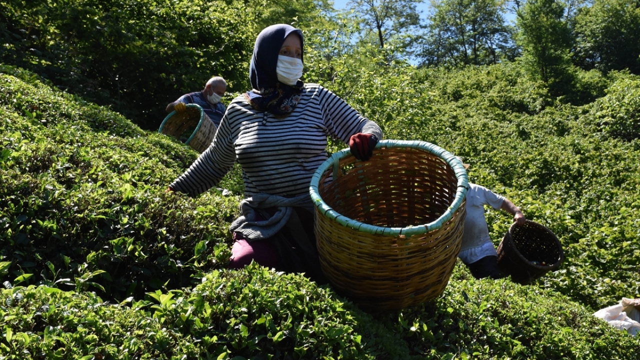Üreticilerden Yıldıray Bolat ise genç nüfus kalmadığı için ileri yaşlarda bireylerin hasadı gerçekleştirdiğini belirterek, çay toplayacak kişi bulmakta yaşadıkları sıkıntıyı dile getirdi.