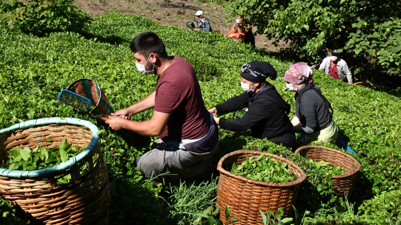 Filiz Akgündüz de fındık öncesinde çay toplamak için mahallelinin birbirine destek sağladığını ve bazı zorluklara rağmen hasat zamanında çalışıldığını anlattı.