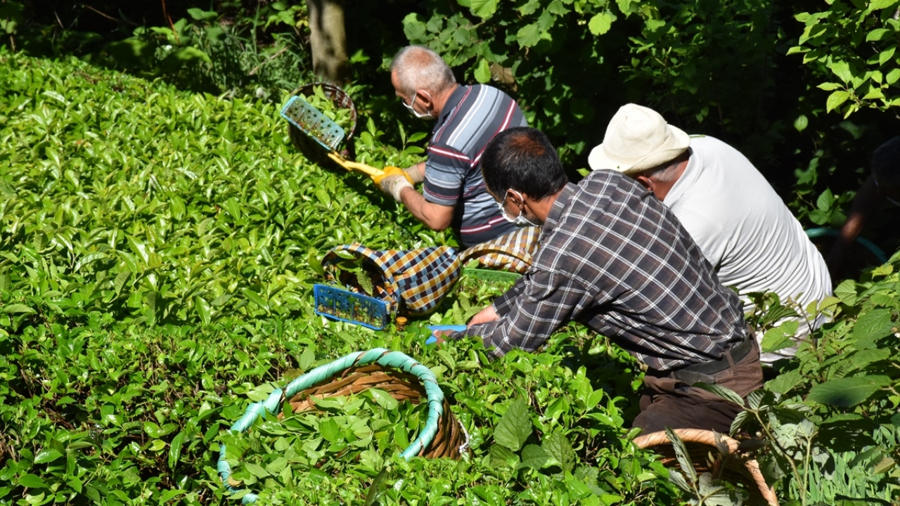 Çay bahçesi sahibi Mustafa Keskin ise iklim koşulları açısından çaylarının tadının kaliteli olduğuna işaret ederek, çay dikim alanlarının genişletilmesi yönünde istekleri olduğunu kaydetti. 