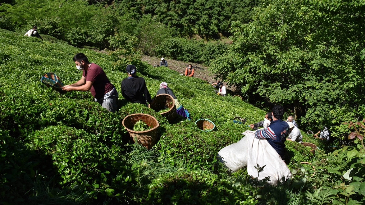 Çay yüklü çuvalı atıyla taşıyan Mehmet Aydın da çalışmanın zor olduğu engebeli alandaki işleri atla yaptıklarını, çayın yanı sıra odun ve fındığı da atla taşıdıklarını aktardı.
