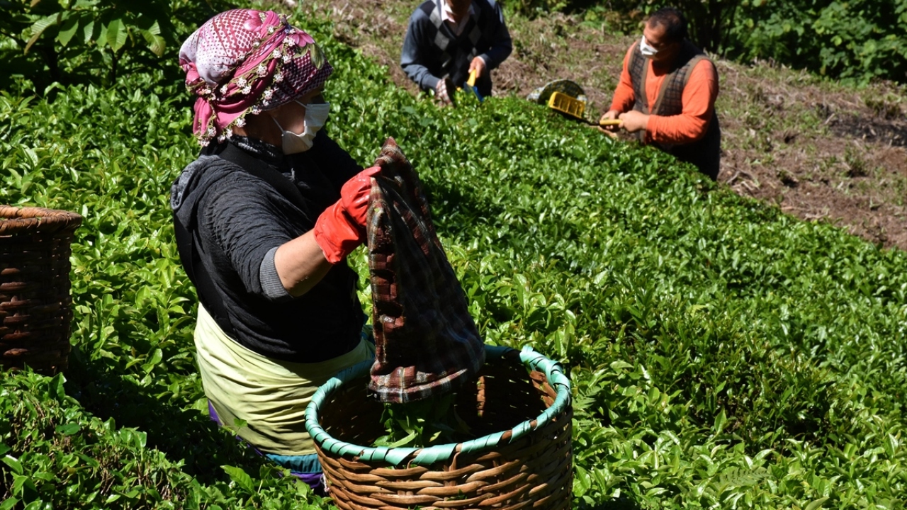 Türkiye Ziraat Odaları Birliği (TZOB) Yönetim Kurulu Üyesi Arslan Soydan da Rize, Trabzon ve Giresun`dan sonra Ordu`da da çay hasadına başlandığını söyledi.