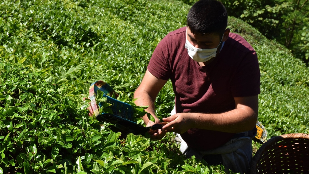 Burada çay hasadı yapan kişilerin, aynı zamanda fındık üreticisi de olduğuna dikkati çeken Soydan, ilçede 100 dönümlük ruhsatlı ve izinli arazide 50 tona yakın çay üretimi yapıldığını belirtti.