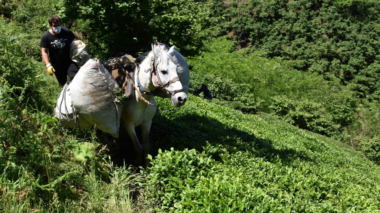 "Şu anda talep görüyor"