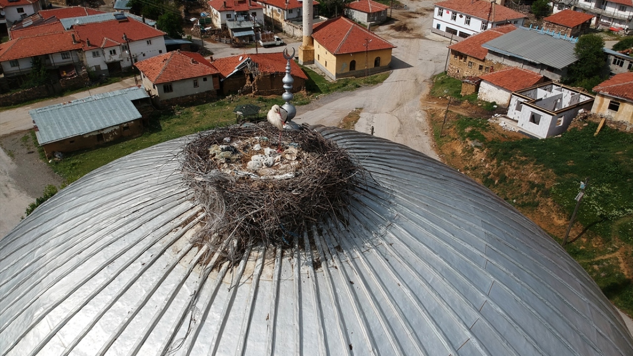 Her ilkbaharda cami kubbesindeki evlerine dönen leylekler, sonbaharda yavrularıyla göç ediyor.