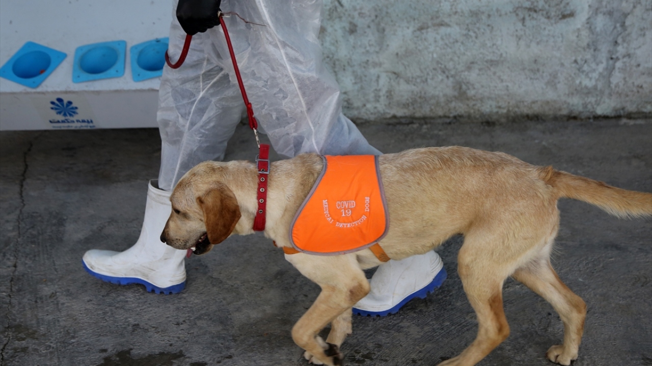 Labrador, German Shepherd, Golden ve Border Collie cinsi köpeklerin hem eril hem de dişillerinin kullanıldığı deneylerde eğitimli köpeklerin 6 kit arasında Covid-19 kitini tespit ettikleri iddia edildi. 