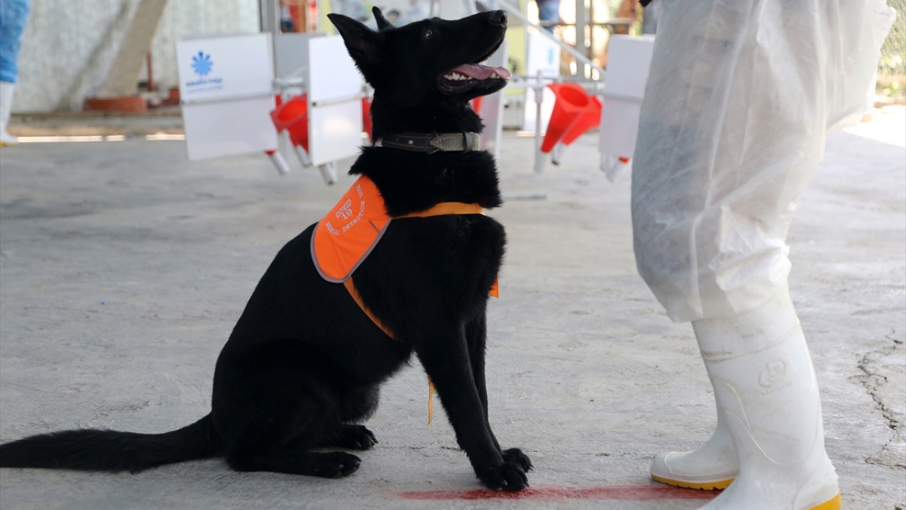 Eğitmen Meysen Rayeci de Covid-19 salgınının teşhisinin eğitimli köpekler için zor olmadığını savundu.