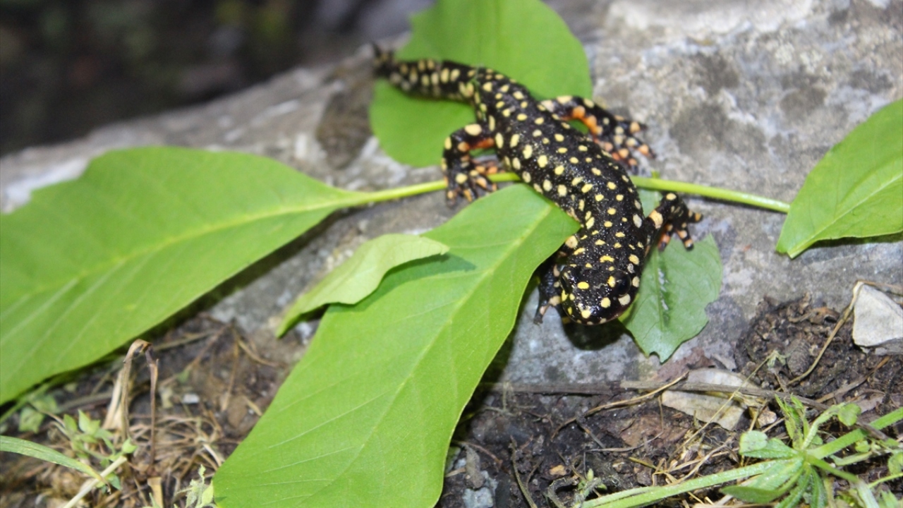 Sarı benekleriyle dikkati çeken ve iki aileden oluştuğu değerlendirilen semenderlerin korunması için çalışma başlatılacağı bildirildi.