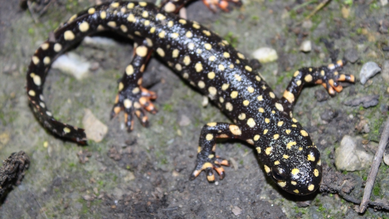Hakkari Üniversitesi Fen Bilimleri Enstitüsü Biyoloji Anabilimdalı Öğretim Üyesi Doç. Dr. Can Yılmaz, Türkiye`nin biyolojik çeşitlilik bakımından Avrupa ve Orta Doğu`nun en zengin ülkelerinden biri olduğunu söyledi. 