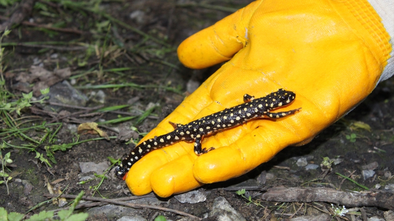 "Korunması gereken bir tür"